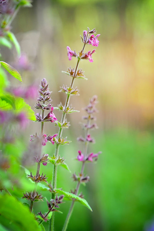 Clary Sage in Evening Skincare